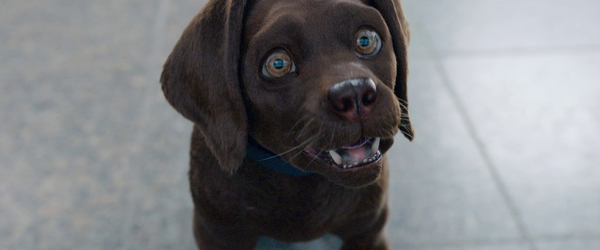 Кадр из фильма Кот и пёс