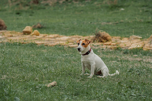Кадр из фильма Волшебник Изумрудного города. Дорога из жёлтого кирпича